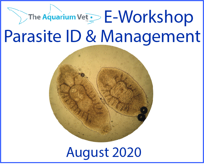 The Aquarium Vet E-Workshop – Fish Parasites & their Management